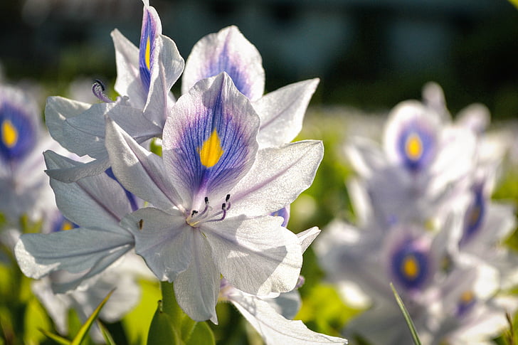 campo dei fiori, bianco blu, fiore, fogliame, luce del sole, Kerala, India