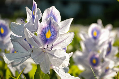 ziedu lauks, balta, zila, puķe, zaļumi, saules gaismā, Kerala, Indija