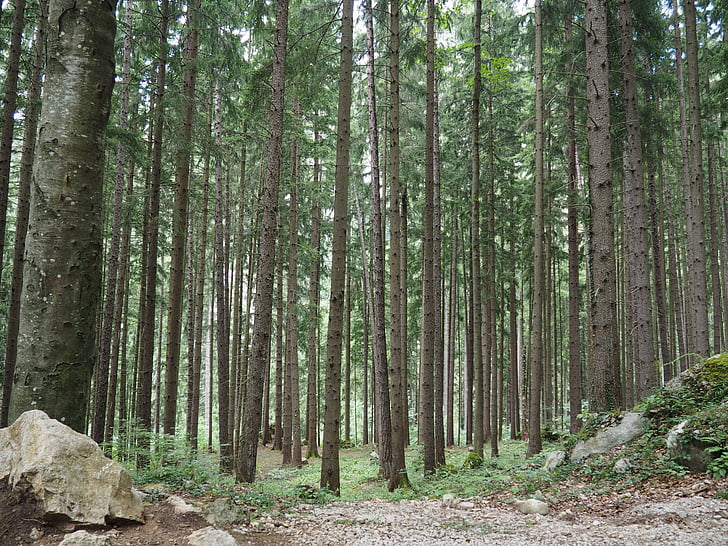 skov, natur, træer, Log