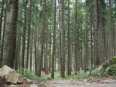 bosc, natura, arbres, registre