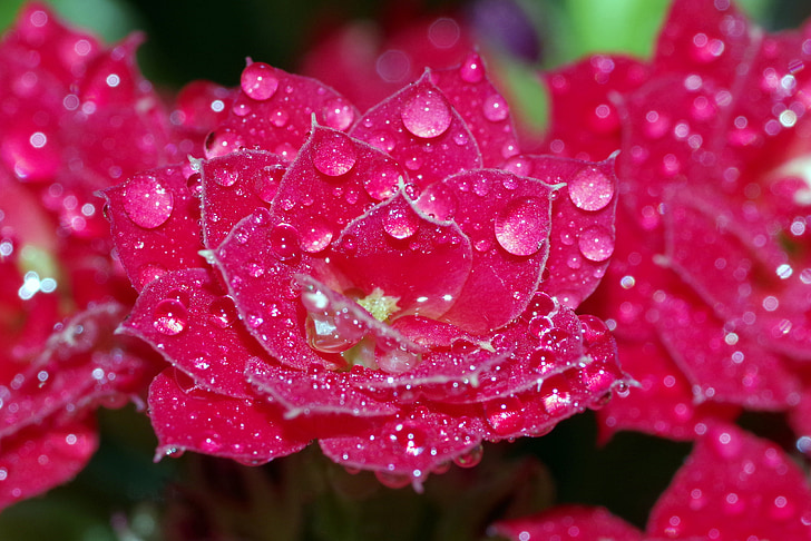 Rosa, giọt, Hoa, quả mâm xôi, màu đỏ, nước, tỏa sáng