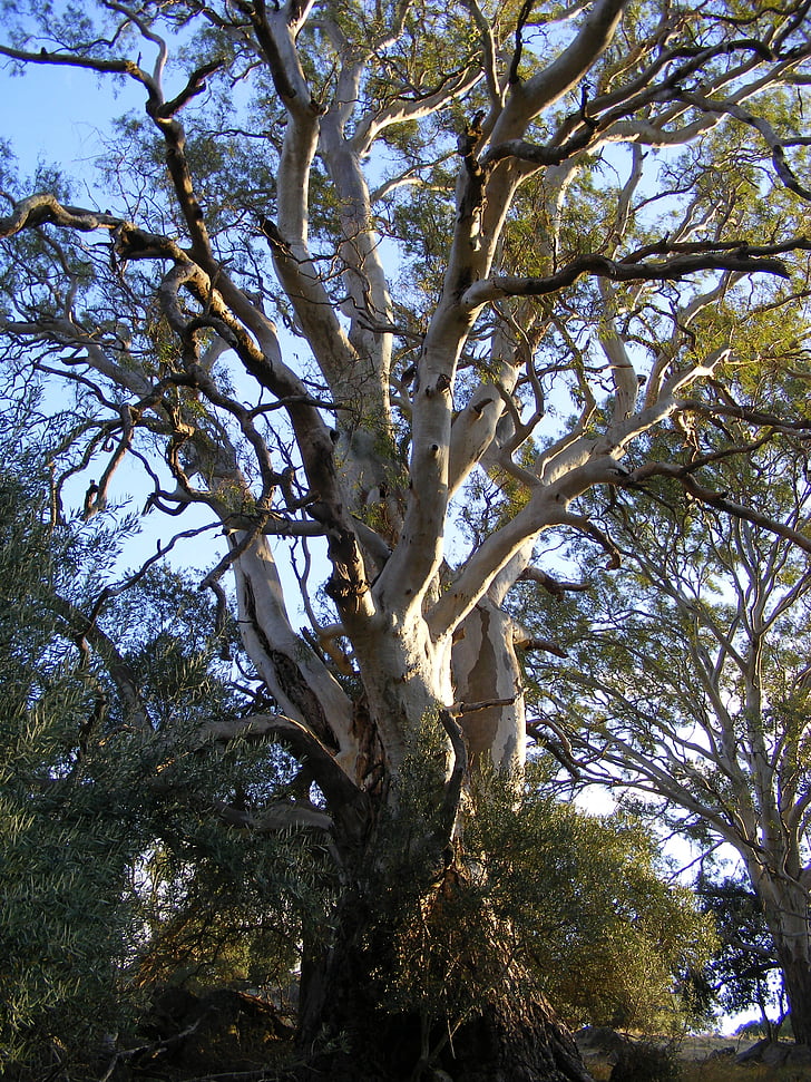 Eucalyptus, träd, gummiträd, australiska eukalyptus, eukalyptusträd, naturen, gren