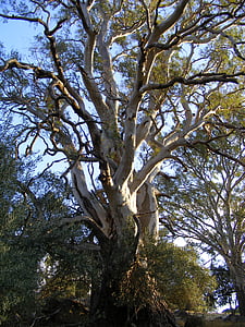 eukalyptus, strom, gumovník, Australský eukalyptus, eukalyptu strom, Příroda, větev