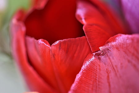 Tulip, lill, õis, Bloom, taim, punane, kevadel