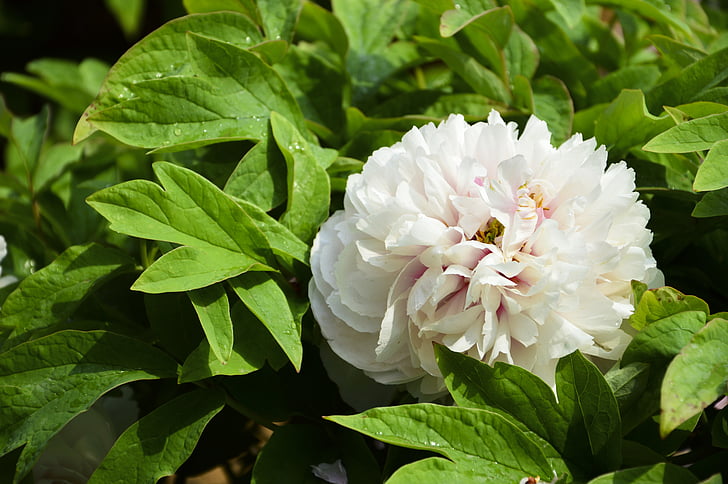 Peony, blomster, regn, plante
