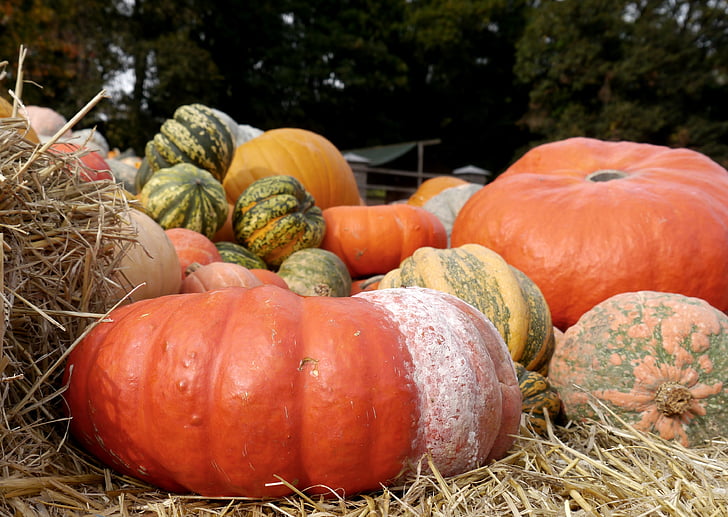 pumpa, Orange, Halloween, hösten, frukt, Skördefest, Thanksgiving