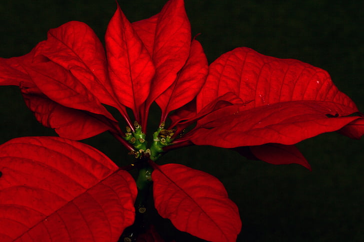 Vánoční hvězda, květ, makro, Euphorbia pulcherrima, list, Příroda, červená