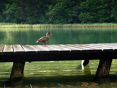 bird, dock, duck, jetty, lake, outdoors, pier