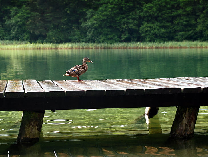 patka, Divlja patka, jezero, most, ptica, divljih ptica, priroda