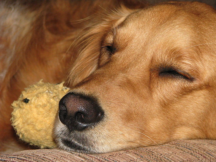 Golden retriever, chien, dormir, affection