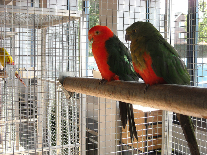 parakeets, små papegøyer, fugler, kjæledyr, buret, rød, grønn