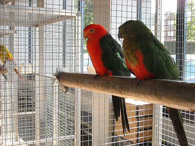 parakeets, vẹt nhỏ, chim, vật nuôi, lồng, màu đỏ, màu xanh lá cây