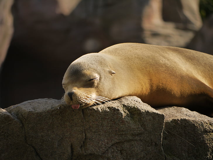 seal, meeresbewohner, mammal, zoo, snout, head, doze