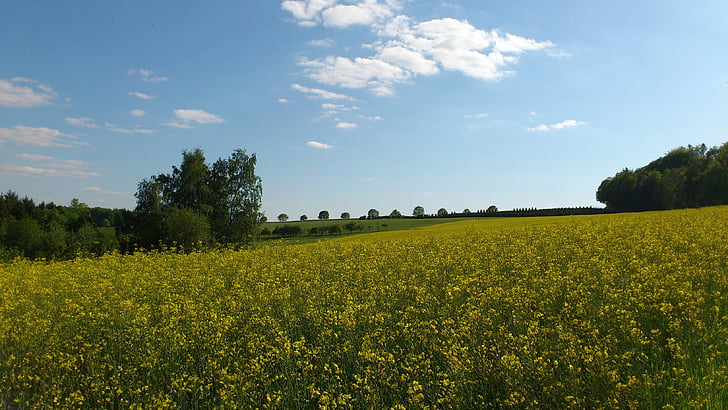 yellow, plant, landscape, field, nature, field of rapeseeds, spring