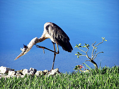 blue heron, awkward, one-foot, water, water birds, florida, tropical