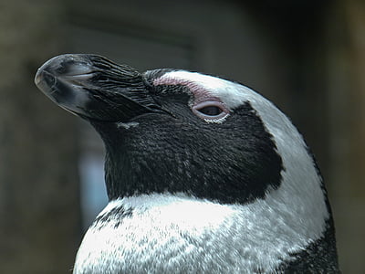 Afrika penguen, Aves, kafa, spheniscus demersus, kuş, yakın çekim, hayvan