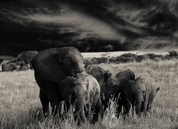 ช้าง, สัตว์, ฝูง, แอฟริกา, แทนซาเนีย, จมูกยาว, สัตว์เล็ก