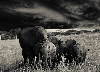 코끼리, 동물, 무리, 아프리카, 탄자니아, 코, 젊은 동물