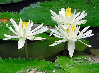 Vietnam, Lotus, bianco, bacino, fiore, acquatica