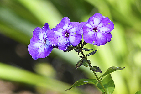 púrpura, flores, Close-up, planta, jardín, jardinería, naturaleza