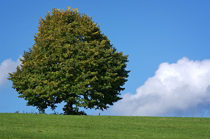 drvo, pojedinačno, livada, priroda, nebo, zelena, pašnjak