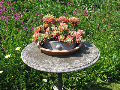 succulent, table, summer garden, garden, plant in flowerpot