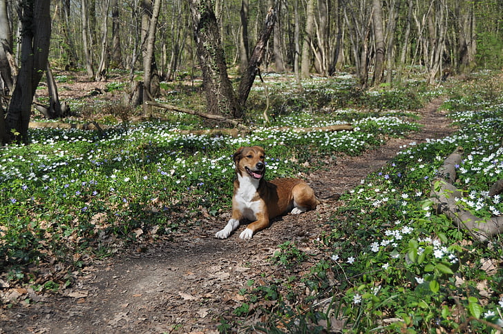 cão, Primavera, floresta, madeira anemone