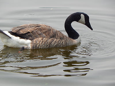 canada goose, waterfowl, nature, water, lake, animal, wildlife