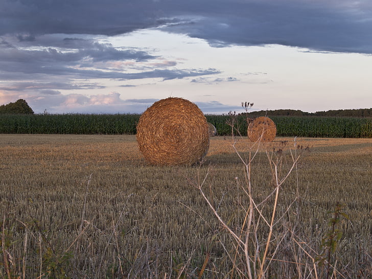 straw, field, harvest, nature, agriculture, autumn, cereals