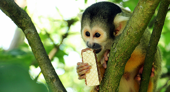 squirrel monkey, monkey, äffchen, exotic, primate, curious, cute