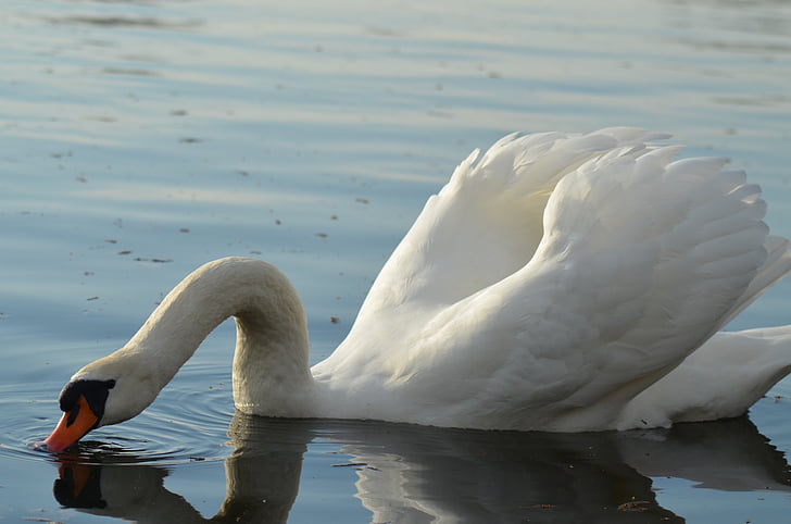 Swan, Kolam, putih, hewan, alam, burung, air