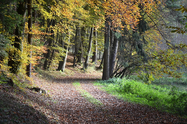 miško taku, rudenį, medžiai, rudens spalvos, rudens šviesa