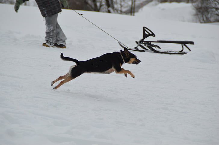 winter, dog, terrier, toboggan, snow