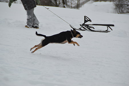invierno, perro, Terrier, pista de trineo, nieve