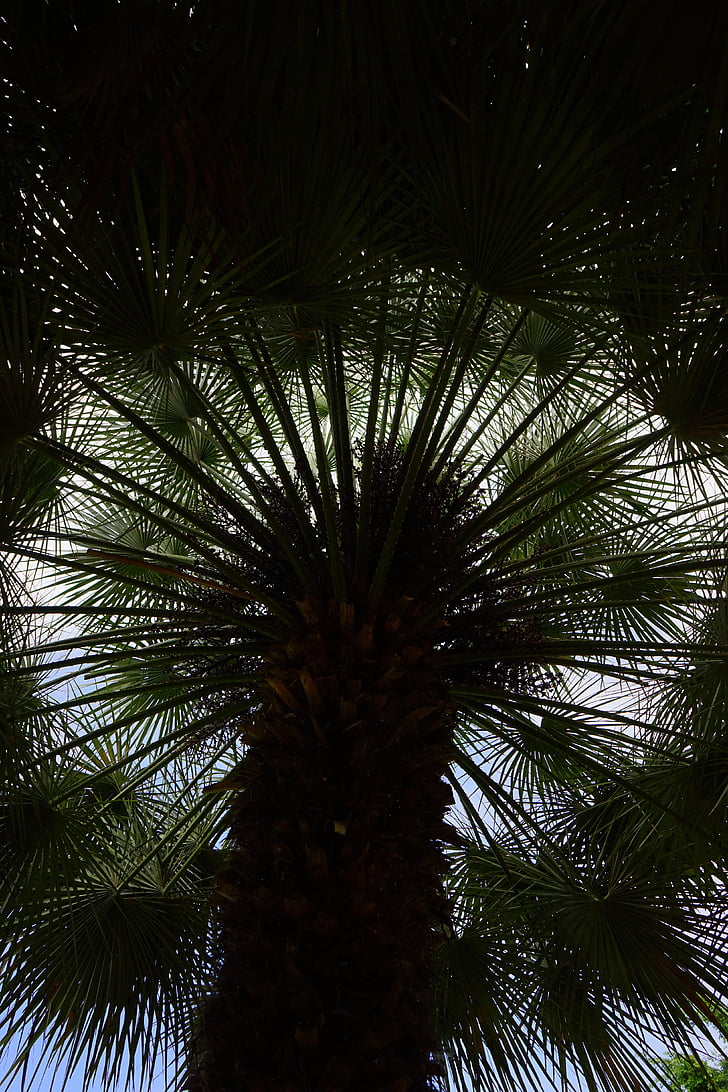 Palma, Palma da datteri, albero, albero di Palma, Phoenix, Phoenix dactylifera, albero da ombra