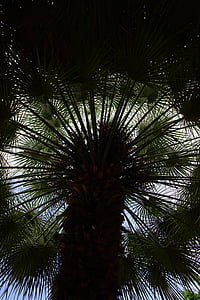 Palm, datľové, strom, palmy, Phoenix, Phoenix dactylifera, tieňa stromu