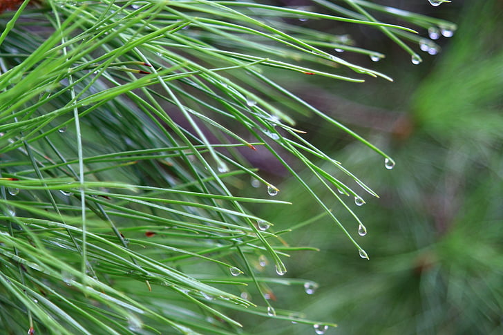 tree, needles, pine, vrohi, drops