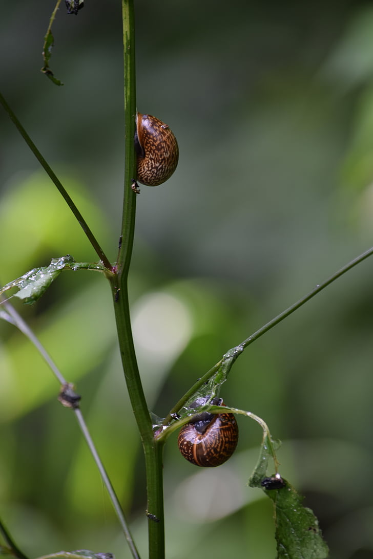 snails, nature, snail, shell, close