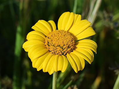 Margarida, groc, flor, primavera, floral, natura, color