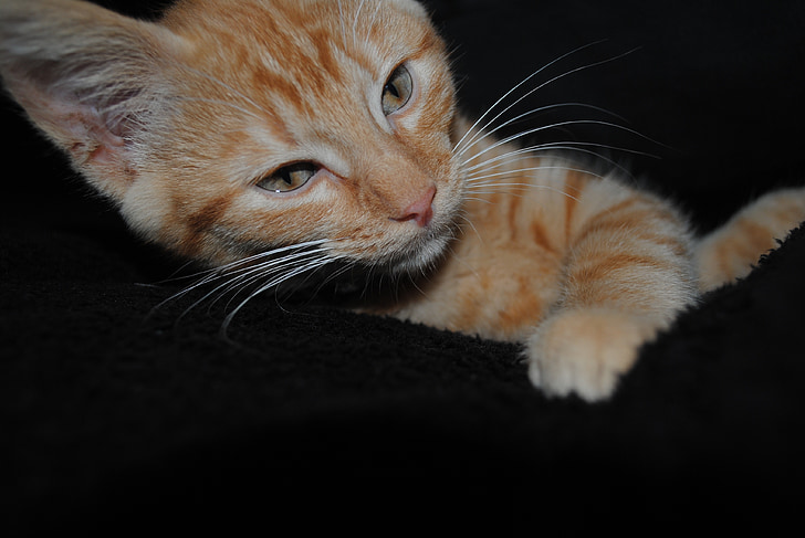 cat, animal, cute, domestic Cat, pets, kitten, fur