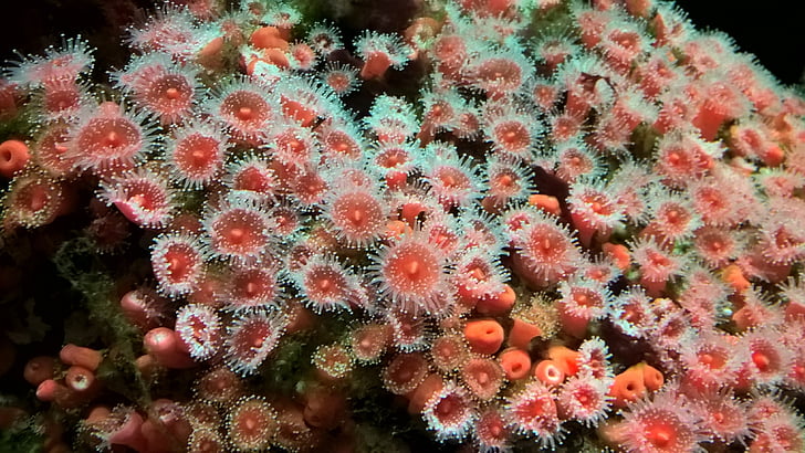 Anemone de, vermell, verd, tancar, sota l'aigua, anemone de vermell, Submarinisme