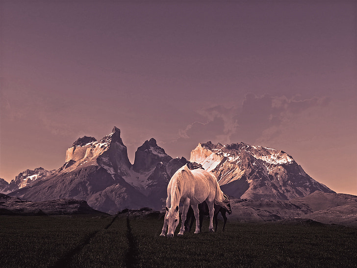 Torres, paarden, berg, Patagonië