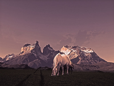 Torres, con ngựa, núi, Patagonia
