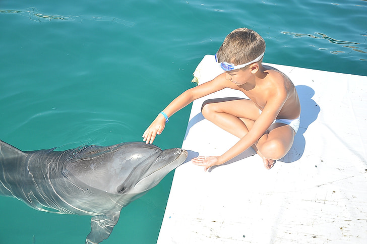 Delfin, menino, mar, anipal
