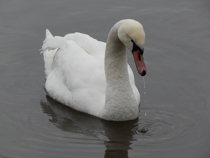 swan, river, water, feeding