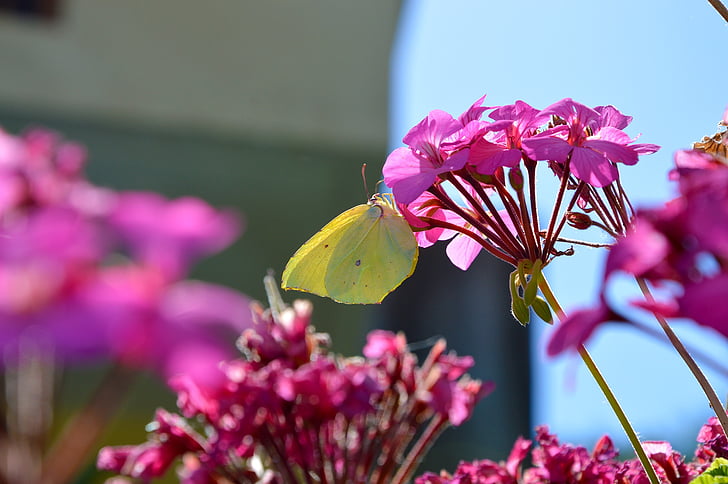 borboleta, Gonepteryx rhamni, flor, macro, natureza, fragilidade, cor-de-rosa