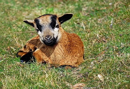 ヤギ, 国内ヤギ, 子供, 横になっています。, 牧草地, クリーチャー, 動物
