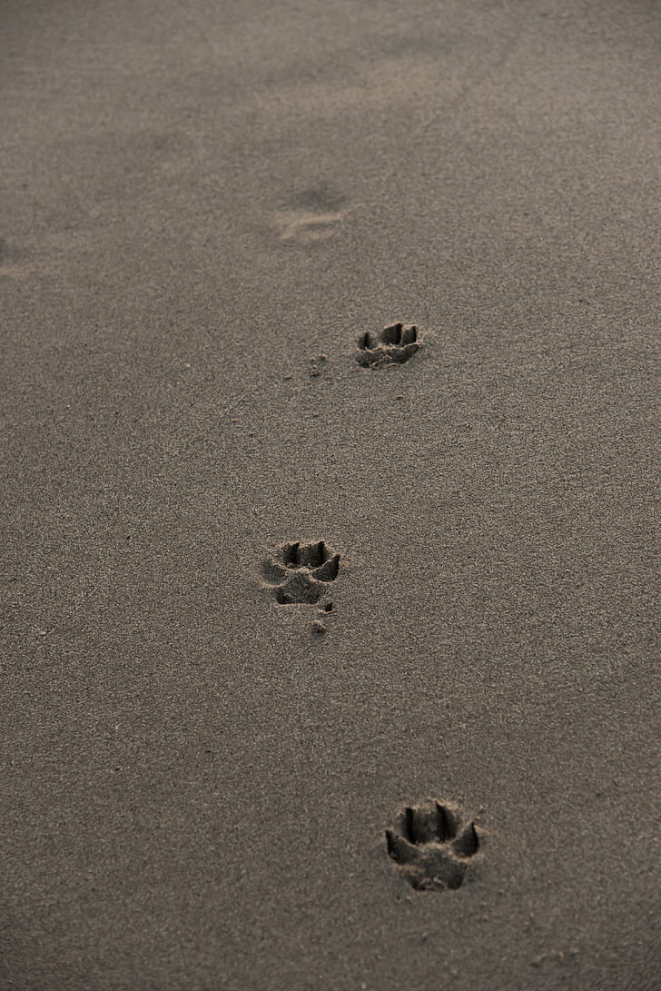 ίχνη, παραλία, Άμμος, σκύλος, διαδρομή, διαγράφεται, καρφίτσες