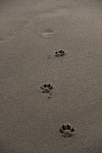 pegadas, praia, areia, cão, caminho, excluído, pinos