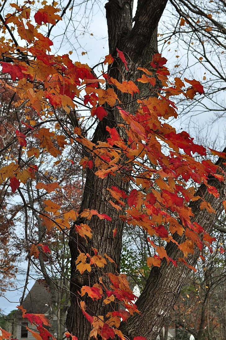 rudenį, sezono metu, medis, lapai, spalvinga, rudens spalvos